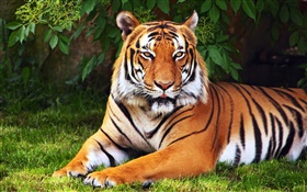 Tiger have a rest, tree, leaves, grass HD wallpaper