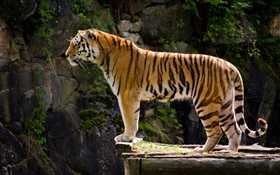 Tiger side view HD wallpaper