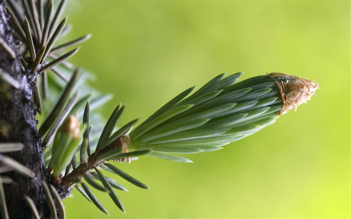 Tree buds close-up Wallpapers Pictures Photos Images