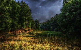 Trees, sun rays, HDR scenery HD wallpaper