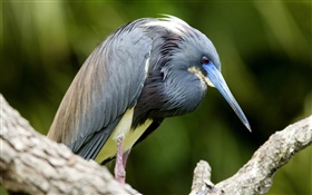 Tri colored herons, Florida HD wallpaper