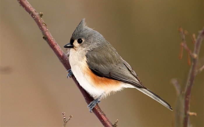 Tufted titmouse, parus, bokeh Wallpapers Pictures Photos Images