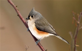 Tufted titmouse, parus, bokeh HD wallpaper