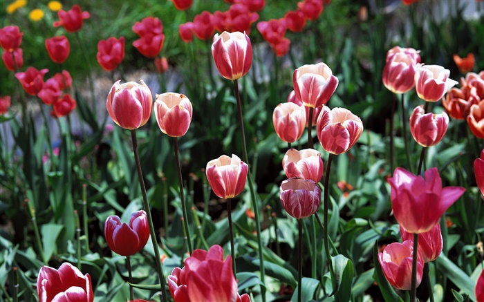 Tulip flowers close-up, field Wallpapers Pictures Photos Images
