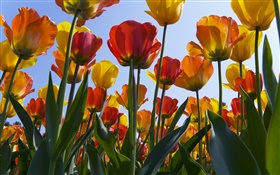 Tulip flowers filed, blue sky HD wallpaper