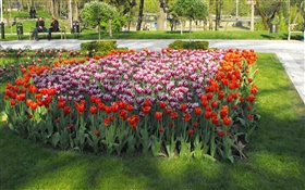 Tulip flowers in the park HD wallpaper