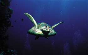 Turtles, deep-sea HD wallpaper