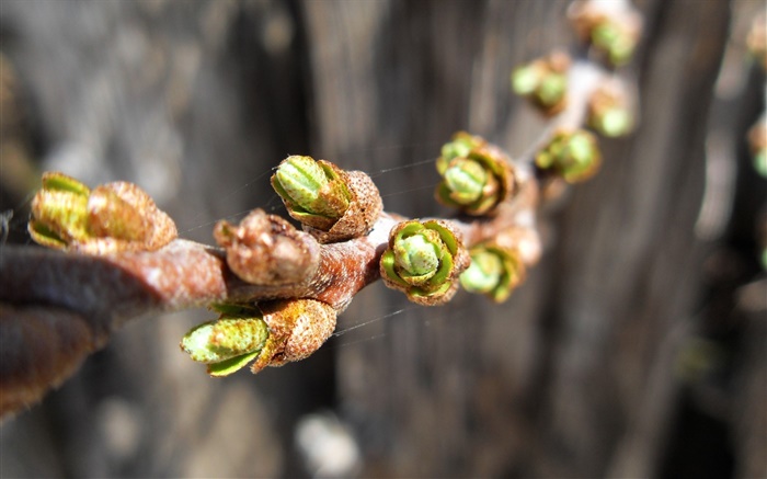 Twigs, buds close-up, spring Wallpapers Pictures Photos Images