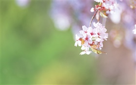 Twigs, cherry flowers close-up HD wallpaper