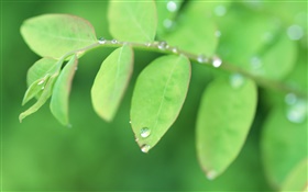 Twigs, green leaves close-up, dew HD wallpaper