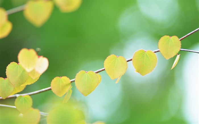 Twigs, leaves, blurry Wallpapers Pictures Photos Images