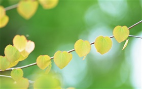 Twigs, leaves, blurry HD wallpaper