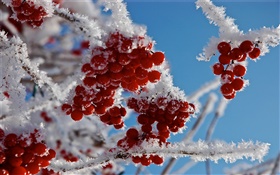 Twigs, red berries, snow, ice HD wallpaper