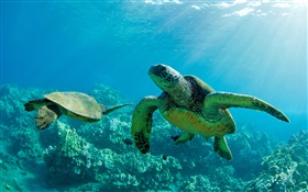 Two Green Sea Turtles, underwater, coral reef, Maui HD wallpaper