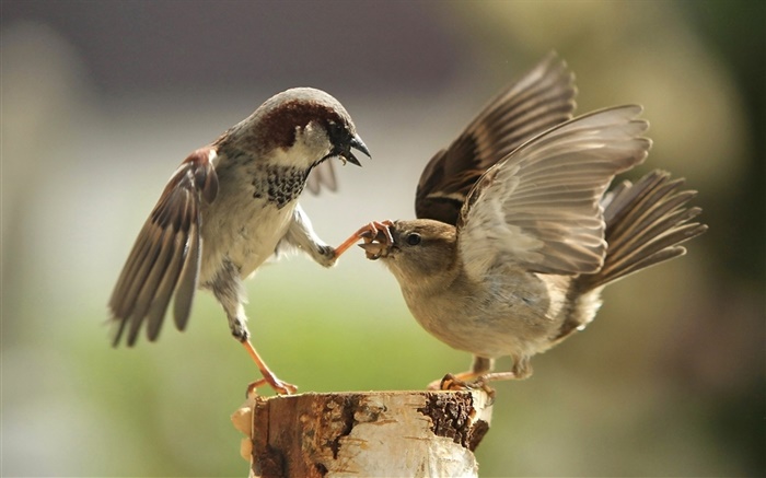 Two birds playing Wallpapers Pictures Photos Images