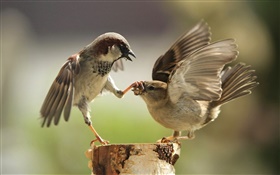 Two birds playing