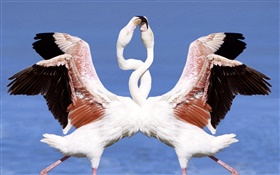 Two flamingos dancing HD wallpaper