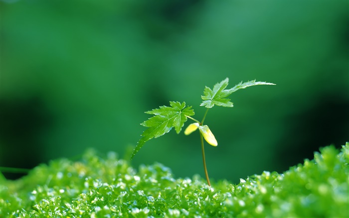 Two green maple leaves, spring, buds Wallpapers Pictures Photos Images