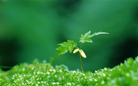 Two green maple leaves, spring, buds HD wallpaper