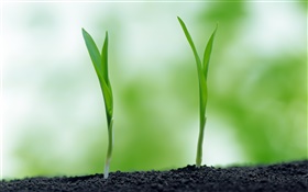 Two green shoots of spring, mud HD wallpaper