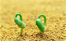 Two green sprouts, sand, spring HD wallpaper