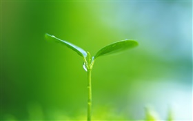 Two leaf sprouts, green background HD wallpaper