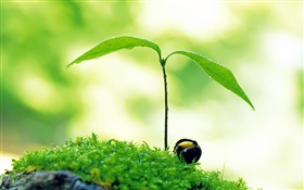 Two leaves sprout, spring green HD wallpaper