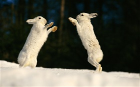 Two rabbits playing HD wallpaper