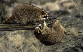 Two raccoons playing HD wallpaper