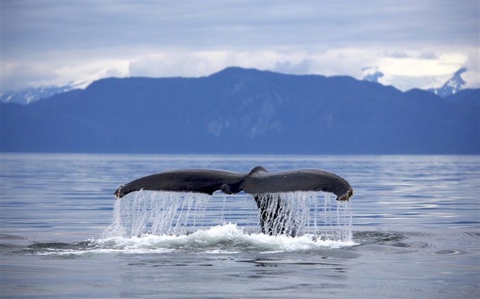 USA, Alaska, Humpback whale tail Wallpapers Pictures Photos Images