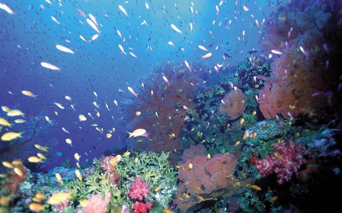 Underwater, fish, coral, sea Wallpapers Pictures Photos Images