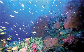 Underwater, fish, coral, sea