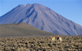 Vicuna, Misti Volcano, Peru