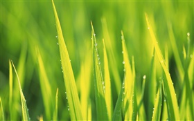 Water drops, green grass after rain HD wallpaper