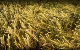 Wheat field close-up HD wallpaper