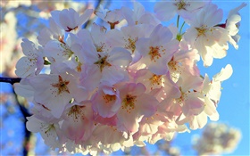White apple flowers HD wallpaper