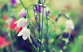 White bells flowers, bokeh HD wallpaper