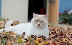 White cat, leaves HD wallpaper