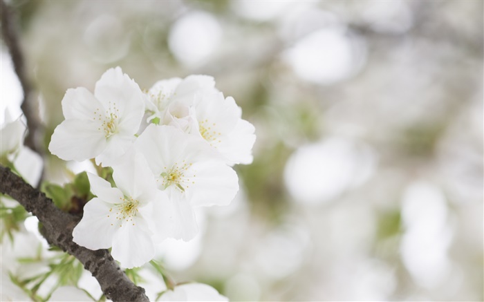 White cherry blossoms close-up Wallpapers Pictures Photos Images