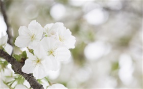 White cherry blossoms close-up