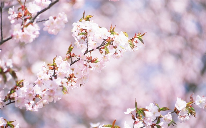 White cherry flowers blossom, bokeh Wallpapers Pictures Photos Images