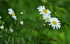 White chrysanthemum, green background HD wallpaper