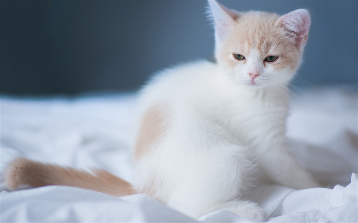 White cute kitten Wallpapers Pictures Photos Images