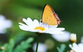 White daisy and the butterfly HD wallpaper