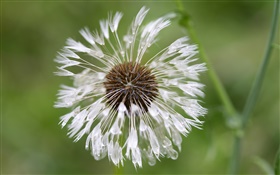 White dandelion flower close-up HD wallpaper