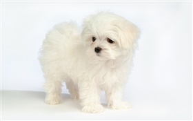 White dog close-up