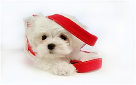 White dog with red ribbon HD wallpaper
