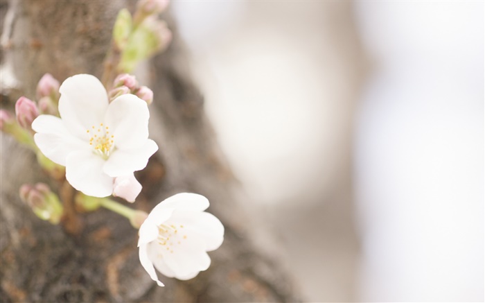 White flowers close-up, spring Wallpapers Pictures Photos Images