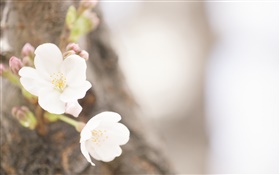 White flowers close-up, spring