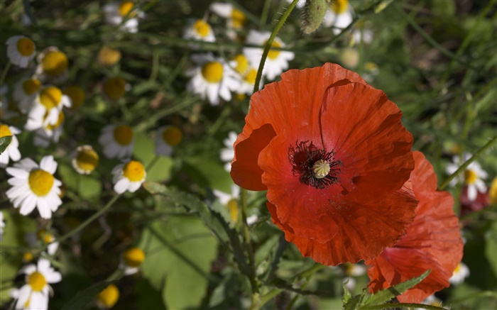 White flowers, red poppies Wallpapers Pictures Photos Images